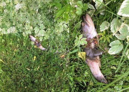 Look What the Cat Dragged In: Homemade Fish Fertilizer Recipe Image